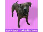 Adopt Jax a Brindle American Pit Bull Terrier / Mixed dog in Tuscaloosa