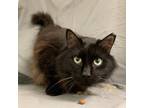 Adopt Ned a All Black Domestic Mediumhair / Mixed cat in Lyndhurst
