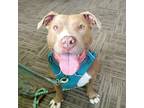 Adopt Spice a Tan/Yellow/Fawn American Pit Bull Terrier / Mixed dog in