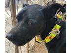 Adopt King a Black American Staffordshire Terrier dog in Kingman, AZ (38870067)