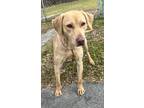 Adopt Shelby a Tan/Yellow/Fawn Retriever (Unknown Type) / Mixed dog in Moultrie