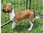 Adopt Gabby a Tricolor (Tan/Brown & Black & White) Beagle / Dachshund / Mixed