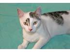Adopt Gideon a White (Mostly) Domestic Shorthair (short coat) cat in Victoria