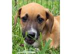 Adopt Josh a Tricolor (Tan/Brown & Black & White) Beagle / Curly-Coated