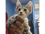 Adopt Pip a Tan or Fawn Domestic Shorthair / Mixed cat in Easton, PA (38869803)
