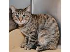 Adopt Ghost a Brown or Chocolate Domestic Shorthair / Mixed cat in Plainfield