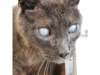 Adopt Storm a Gray or Blue Domestic Shorthair / Mixed cat in Gloucester