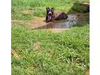 Adopt PANDA a Labrador Retriever / Mixed dog in Marianna, FL (38869588)