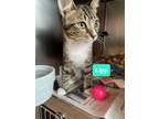 Adopt LIPP a American Wirehair / Mixed (short coat) cat in Marianna