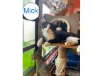 Adopt MICK a Domestic Shorthair / Mixed (short coat) cat in Marianna