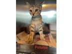 Adopt PETUNIA a Domestic Shorthair / Mixed (short coat) cat in Marianna