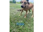 Adopt DRAKE a Hound (Unknown Type) / Mixed dog in Marianna, FL (38869581)