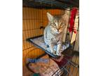 Adopt PORKCHOP a Domestic Shorthair / Mixed (short coat) cat in Marianna