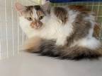Adopt Yoshi a Calico or Dilute Calico Domestic Shorthair cat in Redmond