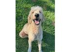 Adopt Tanner a Tan/Yellow/Fawn Poodle (Standard) / Retriever (Unknown Type) /