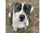 Adopt Chico a Gray/Silver/Salt & Pepper - with Black Pit Bull Terrier / Mixed
