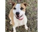 Adopt Honey a Tan/Yellow/Fawn Pit Bull Terrier / American Staffordshire Terrier