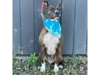 Adopt Bernie a Brindle Pit Bull Terrier / Mixed Breed (Medium) / Mixed dog in
