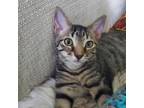 Adopt LeClerc a Gray or Blue Domestic Shorthair / Mixed cat in Fort Lauderdale