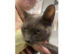 Adopt Paw-Paw Kitty a Gray or Blue Russian Blue / Domestic Shorthair / Mixed cat