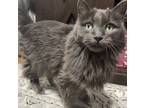 Adopt Claire a Gray or Blue Domestic Mediumhair (medium coat) cat in Florissant