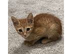 Adopt Mango a Orange or Red American Shorthair / Mixed (short coat) cat in San