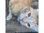 Adopt Goldie a Orange or Red Domestic Mediumhair / Mixed cat in Union