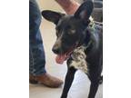 Adopt Millie* a Black Labrador Retriever / Collie dog in Kingman, AZ (38868919)
