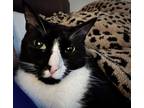 Adopt T’Challa a Black & White or Tuxedo Tabby / Mixed (short coat) cat in