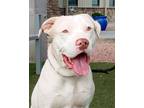 Adopt Anudis a White American Pit Bull Terrier / Mixed dog in Payson