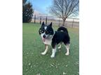 Adopt Angel a Black Pomeranian / Husky / Mixed dog in Hutchinson, KS (37482825)