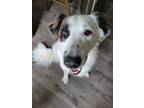 Adopt Ceasar a White - with Brown or Chocolate Australian Cattle Dog / German