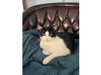 Adopt Apollo a Black & White or Tuxedo Domestic Shorthair (short coat) cat in