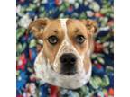 Adopt Melrose a White - with Tan, Yellow or Fawn American Pit Bull Terrier /