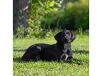 Adopt Mabel S. a Black German Wirehaired Pointer / Shepherd (Unknown Type) /