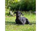 Adopt Lottie a Black German Wirehaired Pointer / Shepherd (Unknown Type) / Mixed