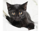 Adopt Solomon a All Black Domestic Shorthair / Domestic Shorthair / Mixed cat in