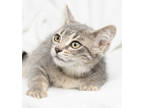 Adopt Harmony a Gray or Blue Domestic Shorthair / Domestic Shorthair / Mixed cat