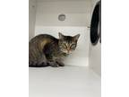 Adopt Princess a Gray, Blue or Silver Tabby Domestic Shorthair (short coat) cat