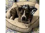 Adopt Paris a Brindle Pit Bull Terrier / Mixed dog in Springfield, IL (38868228)