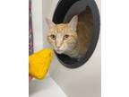 Adopt Amber a Orange or Red Domestic Shorthair (short coat) cat in Sharon