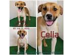 Adopt Celia a Tan/Yellow/Fawn Mixed Breed (Medium) / Mixed dog in Boaz