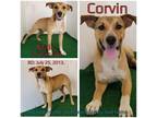 Adopt Corvin a Tan/Yellow/Fawn Mixed Breed (Medium) / Mixed dog in Boaz