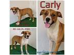 Adopt Carly a Tan/Yellow/Fawn Mixed Breed (Medium) / Mixed dog in Boaz