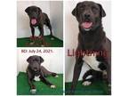 Adopt Lightning a Black Labrador Retriever / Mixed Breed (Large) / Mixed dog in