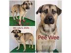 Adopt PeeWee a Brown/Chocolate Shepherd (Unknown Type) / Mixed Breed (Large) /