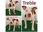 Adopt Treble a White - with Tan, Yellow or Fawn Mixed Breed (Medium) / Mixed dog