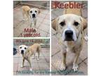 Adopt Keebler a Tan/Yellow/Fawn Mixed Breed (Medium) / Mixed dog in Boaz