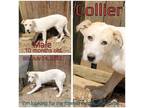 Adopt Collier a White - with Tan, Yellow or Fawn Mixed Breed (Medium) / Mixed
