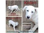 Adopt Kaden a White - with Tan, Yellow or Fawn Mixed Breed (Medium) / Mixed dog